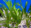 Caulerpa taxifolia